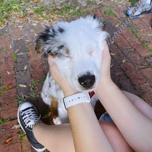 Meet your Posher, Laney